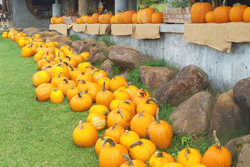 畑で手作り！ハロウィンかぼちゃ体験